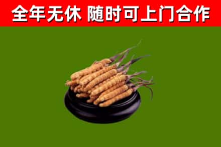 筠连县烟酒回收冬虫夏草.jpg